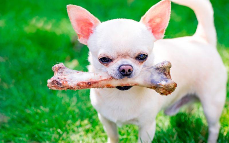 Is it okay for dogs to eat pork hot sale bones