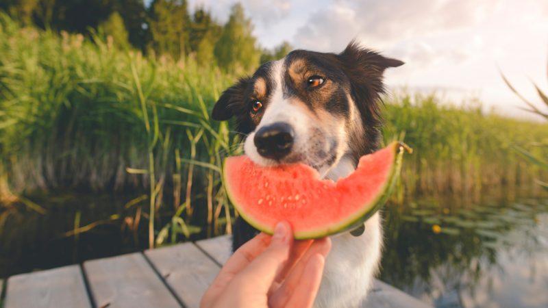 Puppy eating watermelon best sale