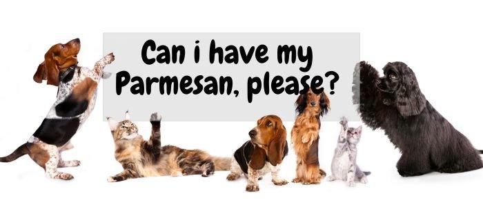 Is parmesan cheese bad for dogs sale