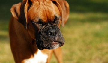 Dog Allergies to Grass: Diagnosis, Treatment and Prevention - Natural Dog Supplements and Superfoods by Fetched