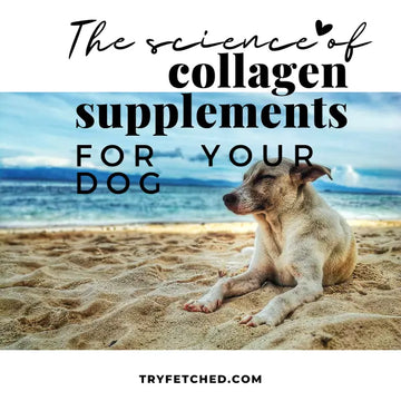 dog resting on a beach with collagen supplements text overlaying image