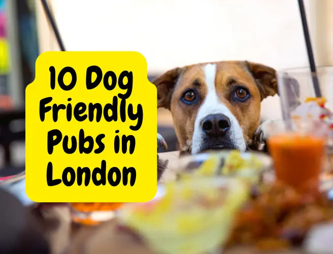 Pubs that allow 2024 dogs