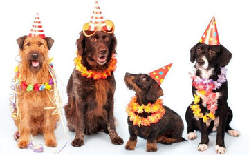 Happy International Dog Day 2023 - Natural Dog Supplements and Superfoods by Fetched