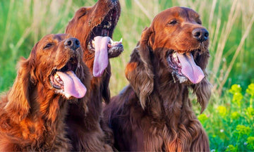How to Calm a Panting Dog: A Comprehensive Guide - Natural Dog Supplements and Superfoods by Fetched