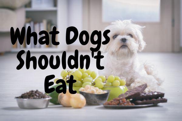 Dogs should not clearance eat