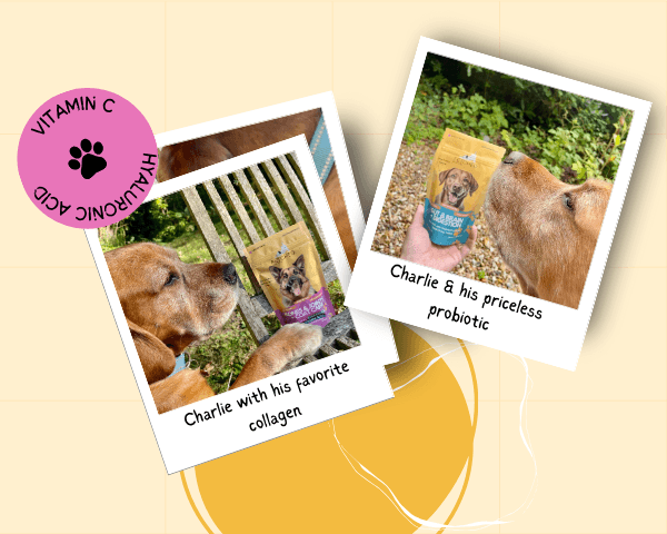 charlie and probiotic and collagen supplements in the garden