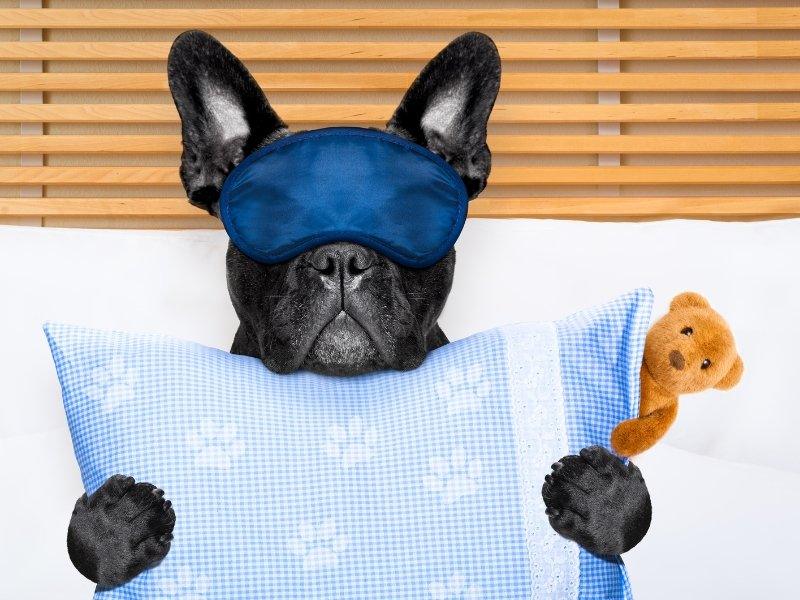 Dog Calming Tablets - Fetched - Dog Calming Tips, Tricks and Other Resources for Dog Owners