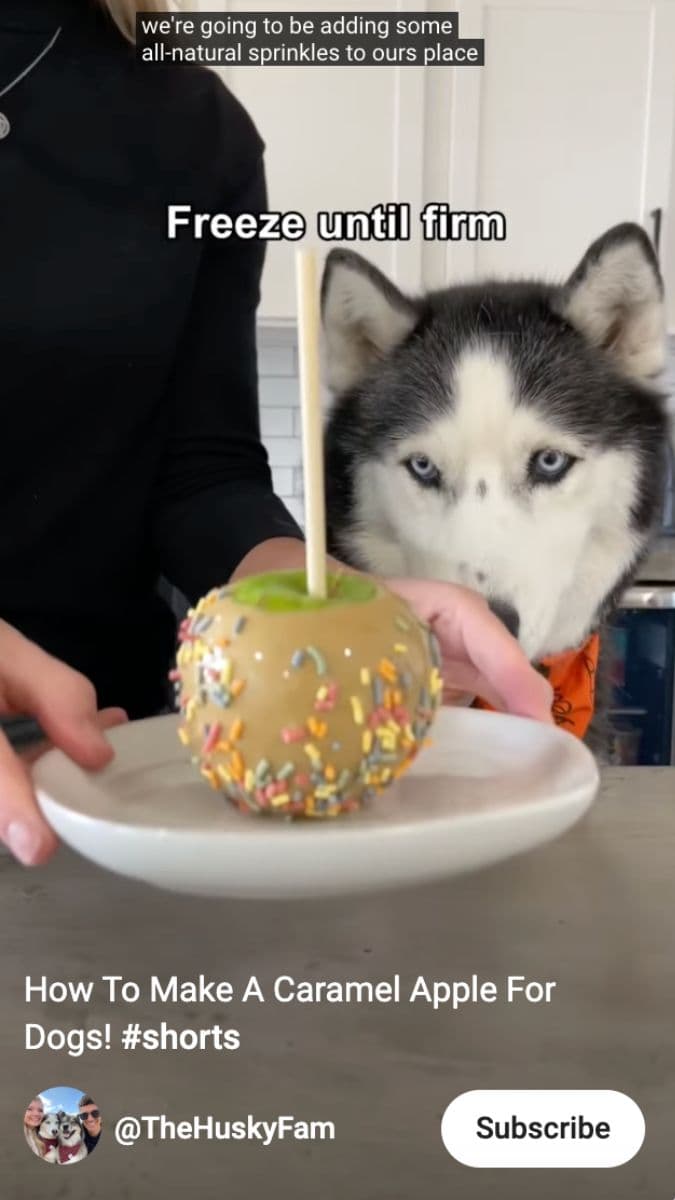 screenshot of caramel apple and a husky