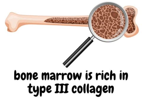 bone marrow close up