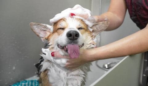 dog bathing