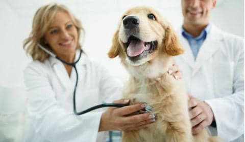 dog and a vet