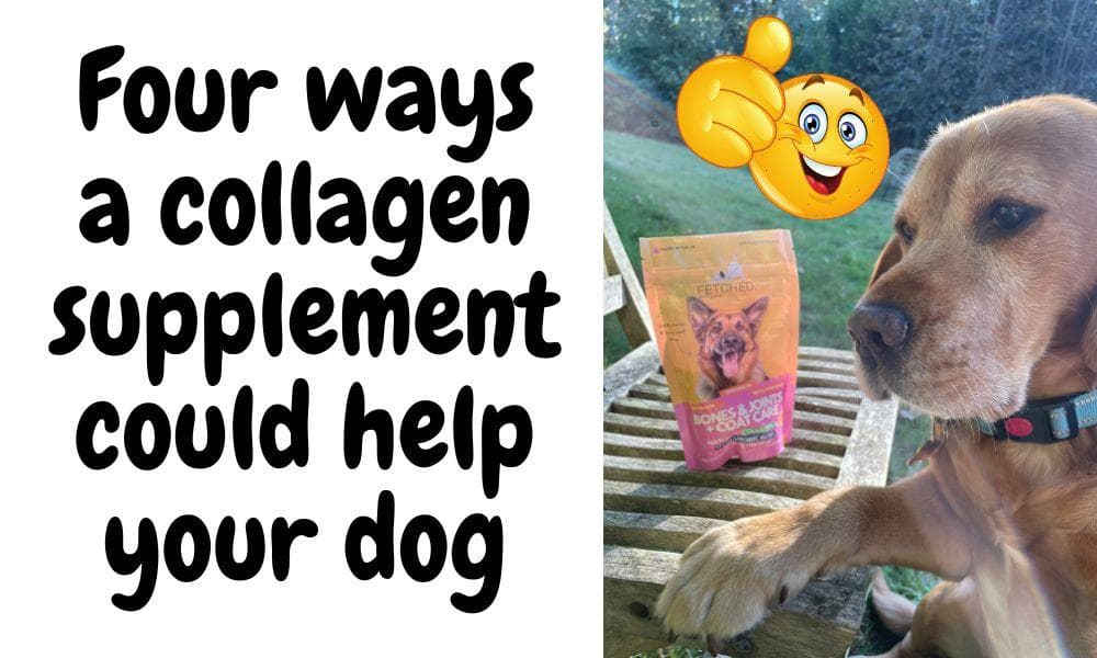 Four Ways Collagen Can Help Your Dog (Science Backed)