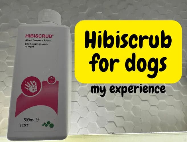 Hibiscrub for Dogs: Pros and Cons for Using It