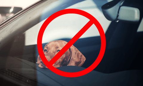 dog locked in a car