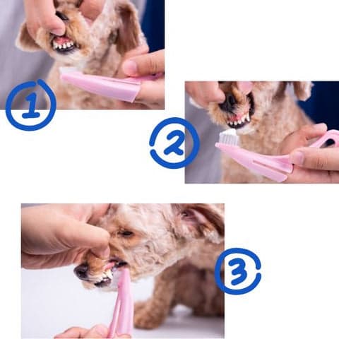 steps for dog teeth cleaning
