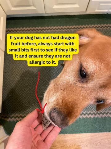 yellow-dragon-fruit-dog