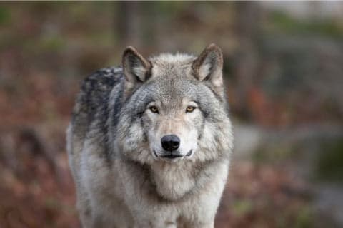 105 Pawsome and Amazing Facts for Dog Lovers - The Ultimate Dog Trivia