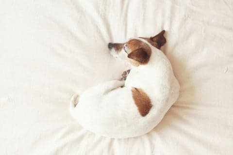 dog curled up sleeping