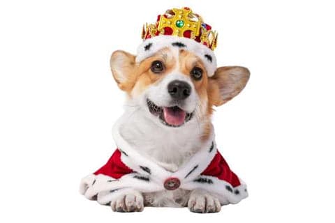 corgi dressed as a royal