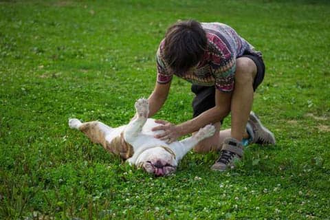dog showing their belly and playing