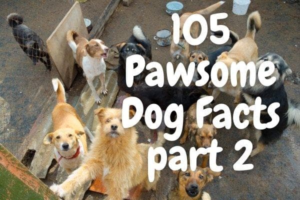 105 Pawsome and Amazing Dog Facts (part 2)