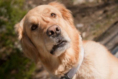 confused looking dog
