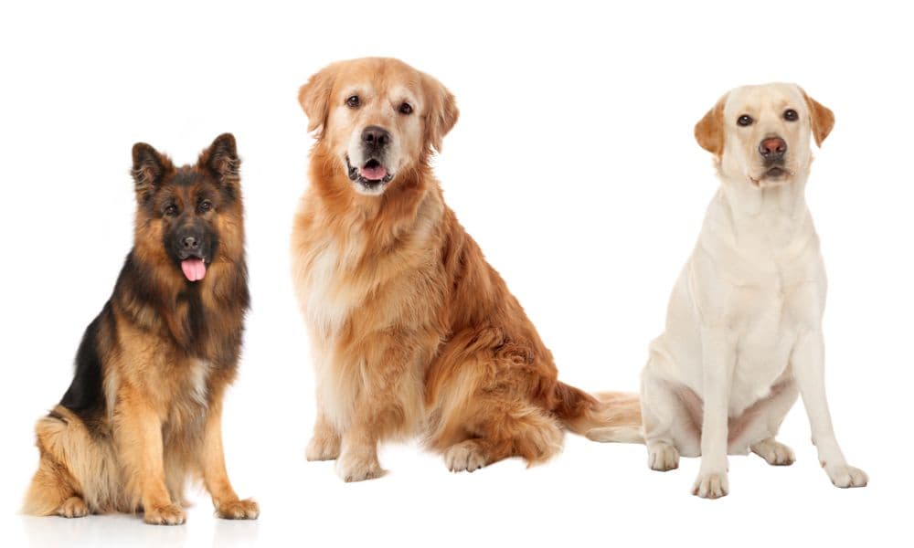 german shepherd, golden retriever and labrador on white background
