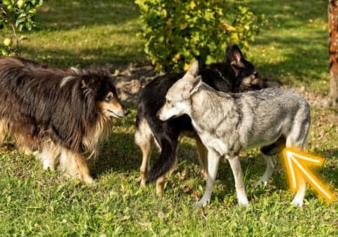 dog with tail between its legs