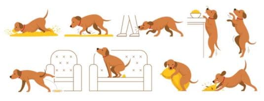 dog restless
