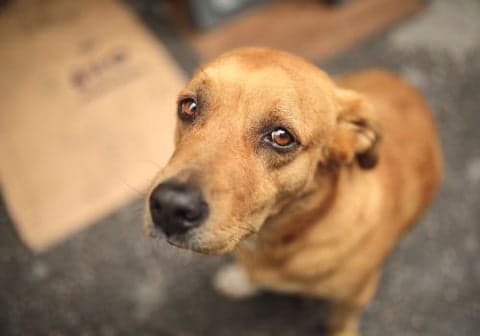 tense dog photo