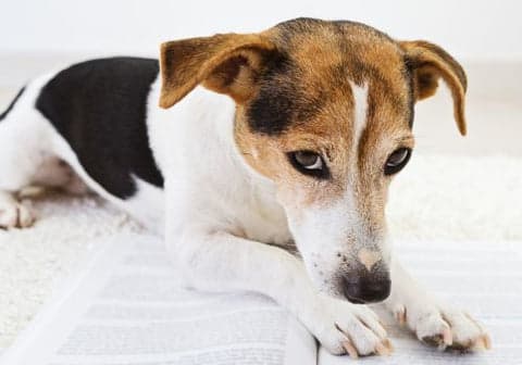 tense dog