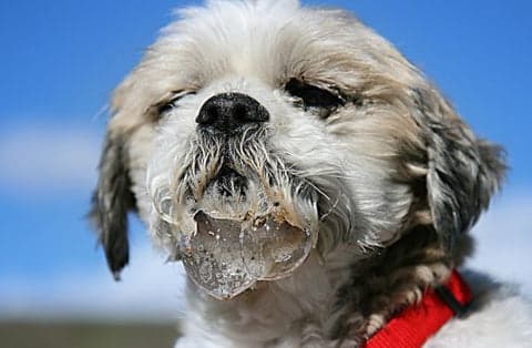 dog drooling