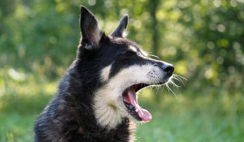 dog yawning