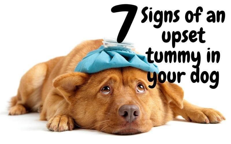 7 Signs Your Dog Has an Upset Tummy