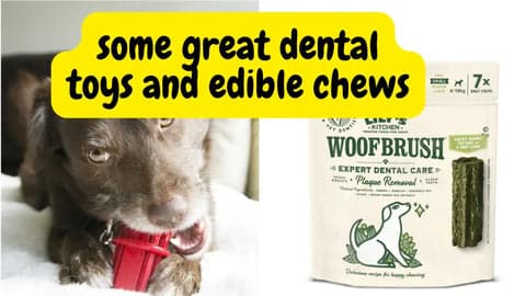 edible chews and treats