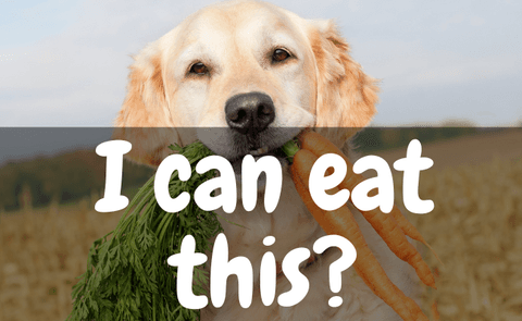 dog eating carrots