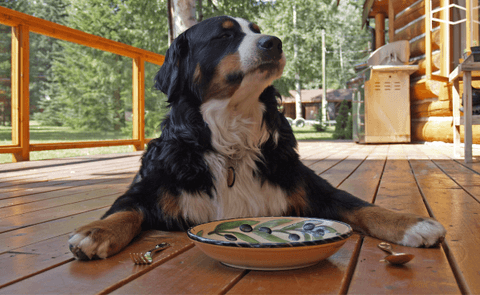 dog in front of empty dog bowl
