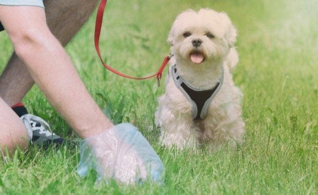 Yellow Dog Poop: Causes, Risks, and Remedies
