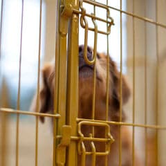 gate latch for play pen
