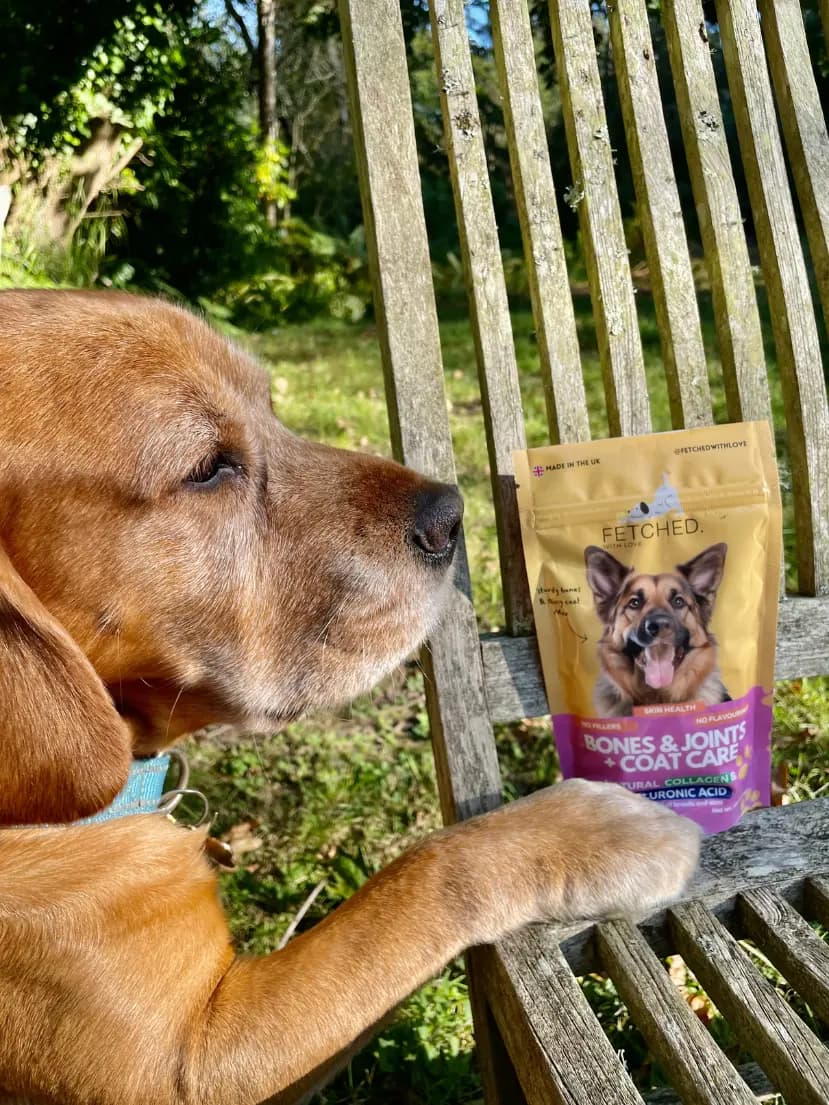 Charlie the dog with Fetched collagen supplement
