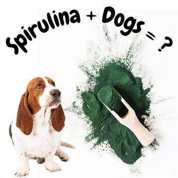 10 Benefits of Spirulina for Dogs (Backed by Science) - Natural Dog Supplements and Superfoods by Fetched