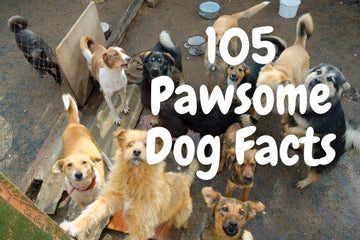 105 Pawsome and Amazing Facts for Dog Lovers - The Ultimate Dog Trivia - Natural Dog Supplements and Superfoods by Fetched