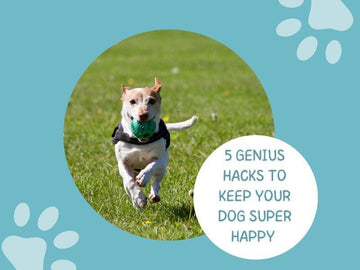 5 Genius Hacks to Keep Your Dog Super Happy at Home - Natural Dog Supplements and Superfoods by Fetched