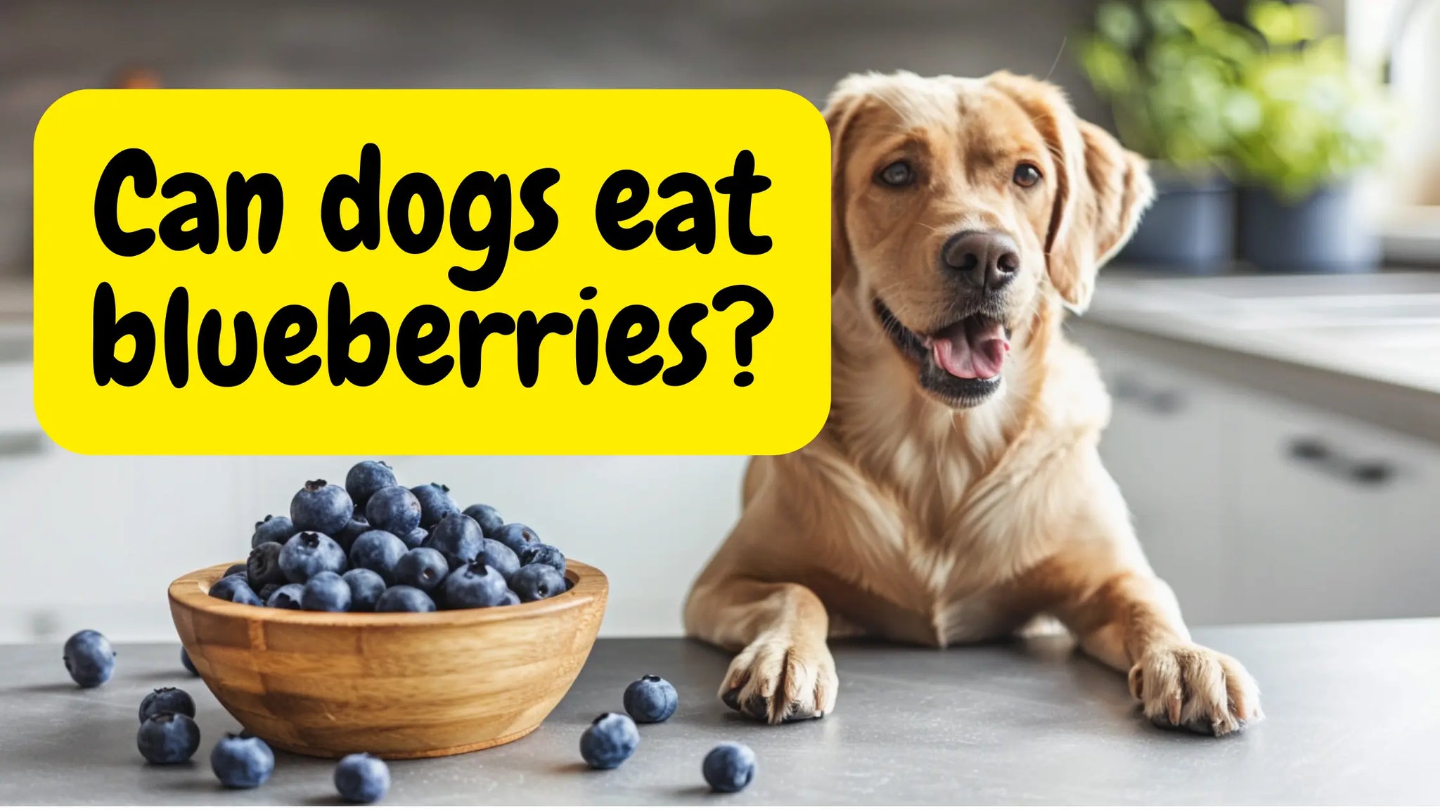 dog on kitchen countertop with a bowl of blueberries and title Cat dogs eat blueberries?