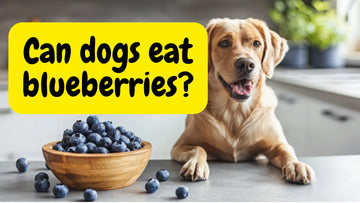 dog on kitchen countertop with a bowl of blueberries and title Cat dogs eat blueberries?