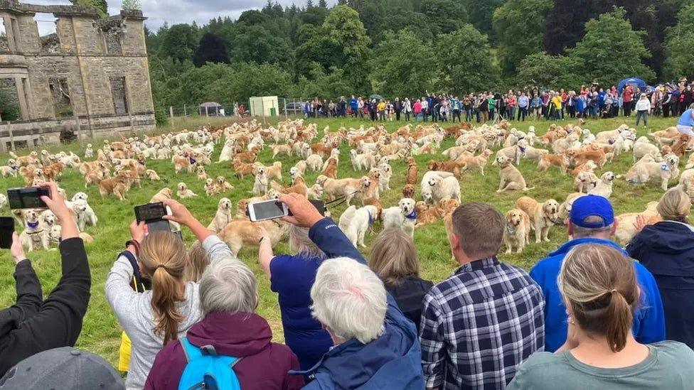 A Gathering of Hundreds of Golden Retrievers in Scotland - Natural Dog Supplements and Superfoods by Fetched