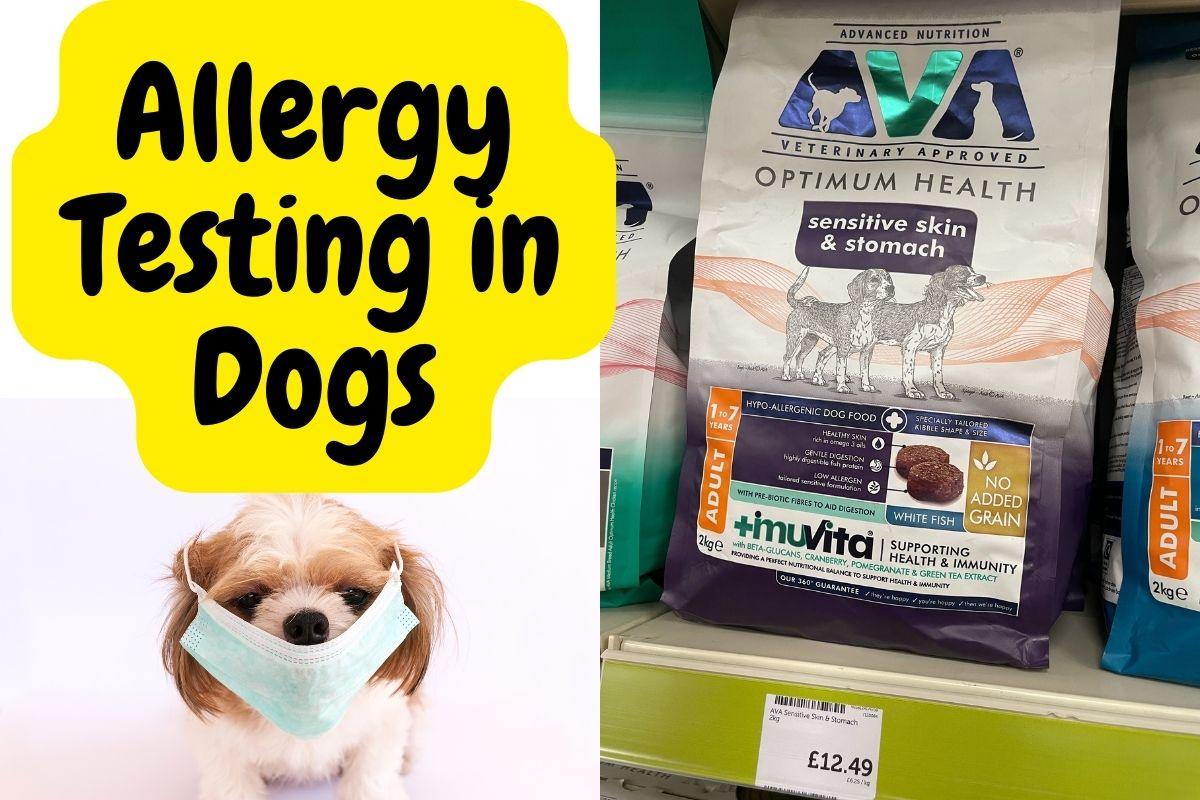 Allergy Testing in Dogs - Natural Dog Supplements and Superfoods by Fetched