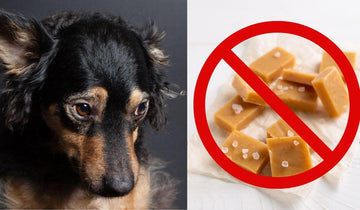 Can Dogs Eat Caramel? (Uncovering the Facts) - Natural Dog Supplements and Superfoods by Fetched