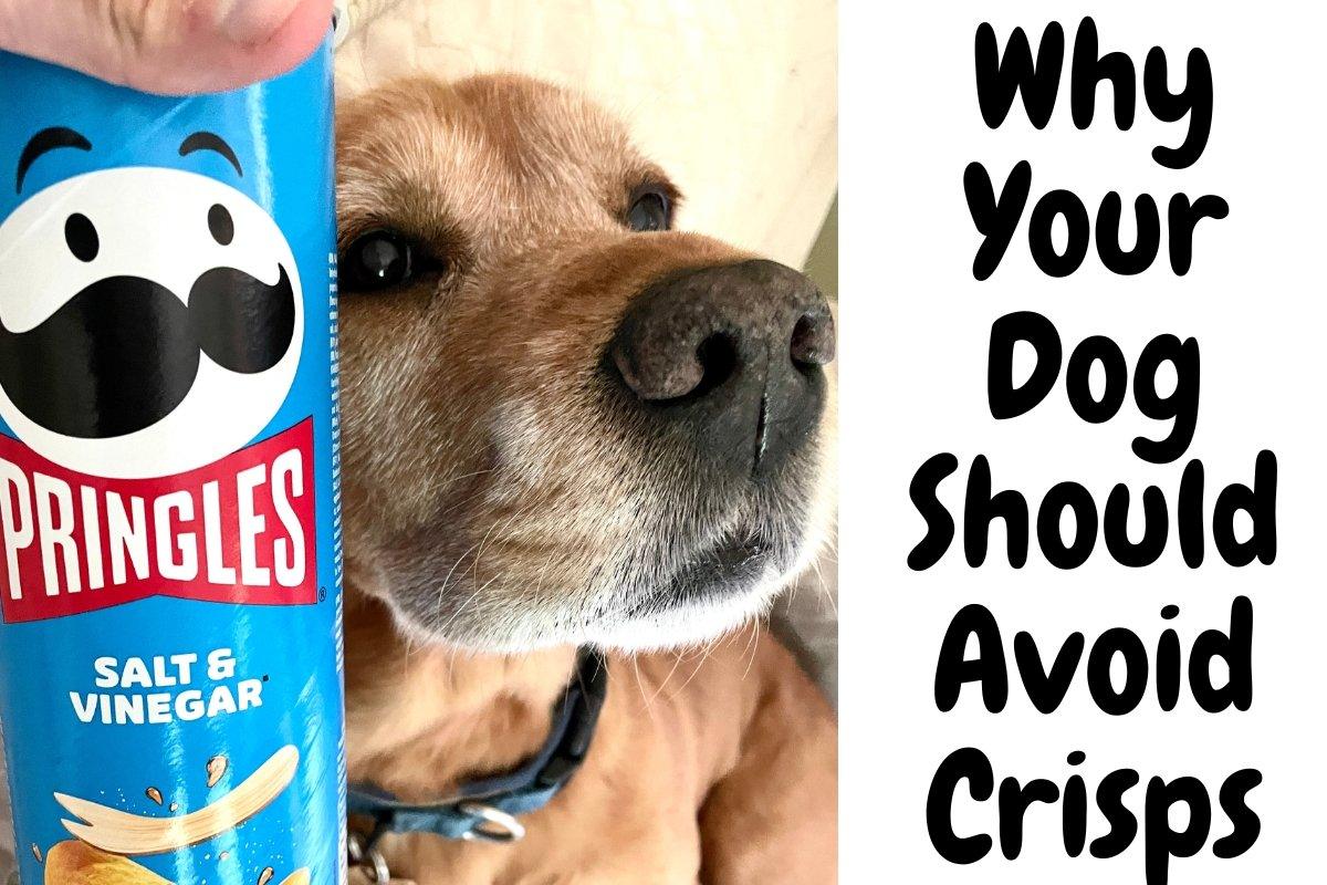 Can Dogs Eat Crisps? Here's Why They Shouldn't... - Natural Dog Supplements and Superfoods by Fetched