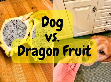 Can Dogs Eat Dragon Fruit? A Comprehensive Guide - Natural Dog Supplements and Superfoods by Fetched